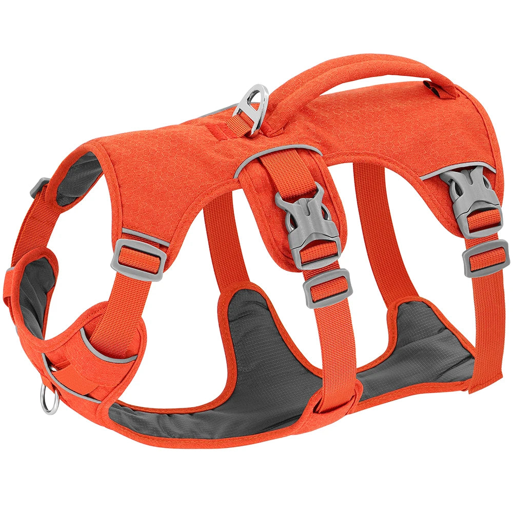 Orange / XXS