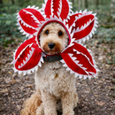 FurGorgon™